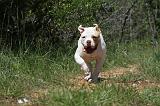 BOULEDOGUE AMERICAIN 045